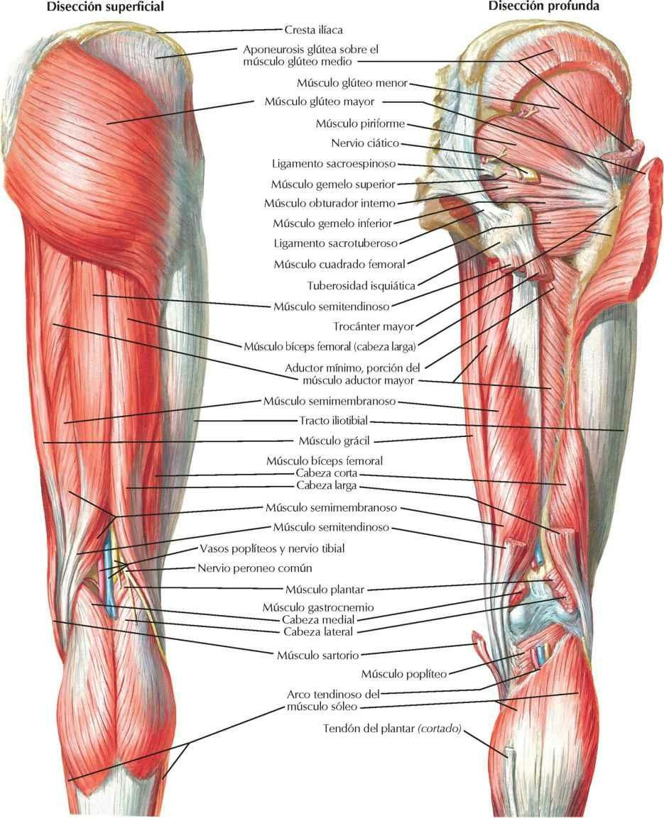 Músculos de la cadera y muslo: visiones posteriores