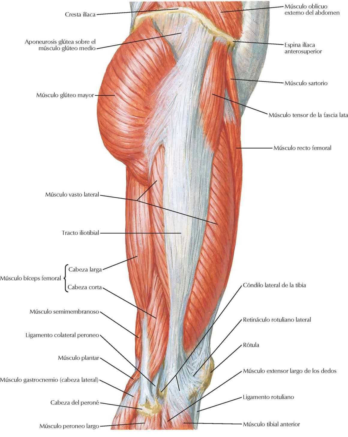 Músculos de la cadera y muslo: visión lateral
