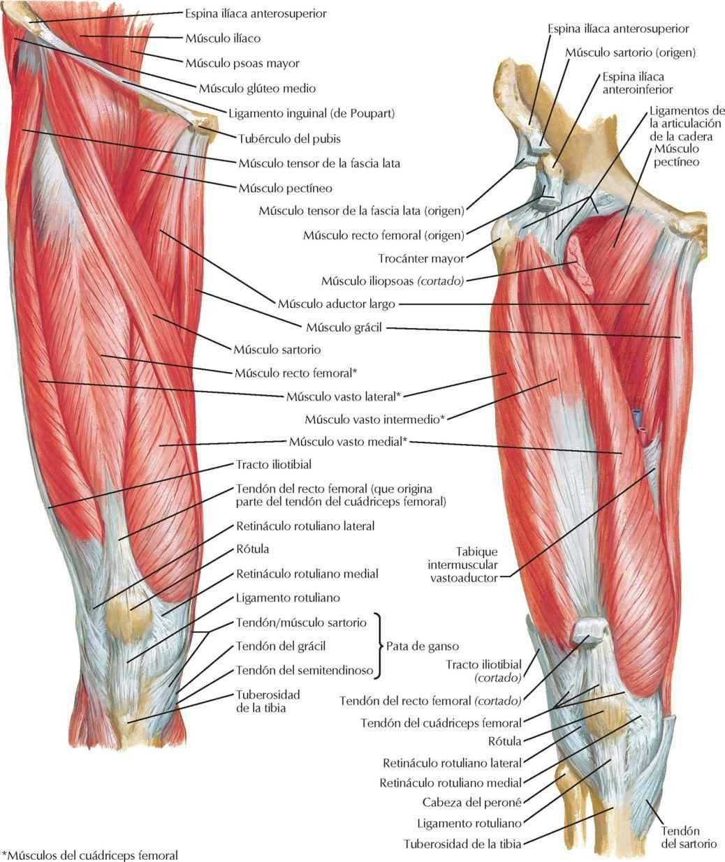 Músculos del muslo: visiones anteriores