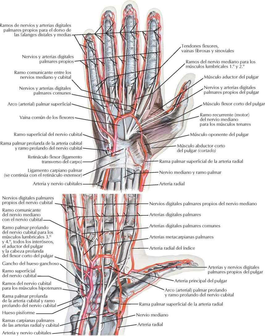 Arterias y nervios de la mano: visiones palmares