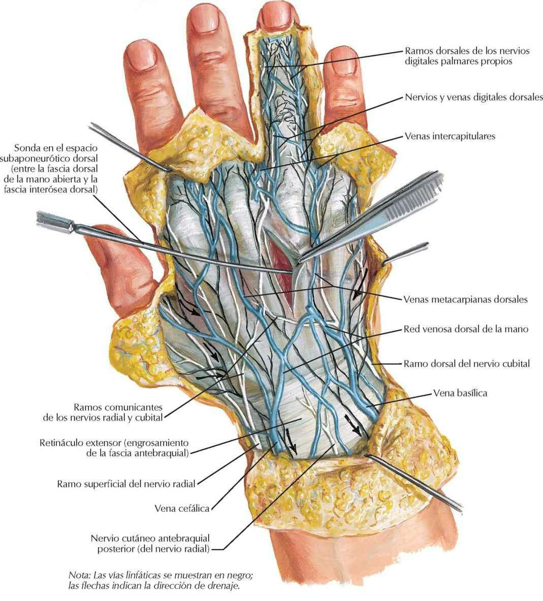 Carpo y mano: disección dorsal superficial