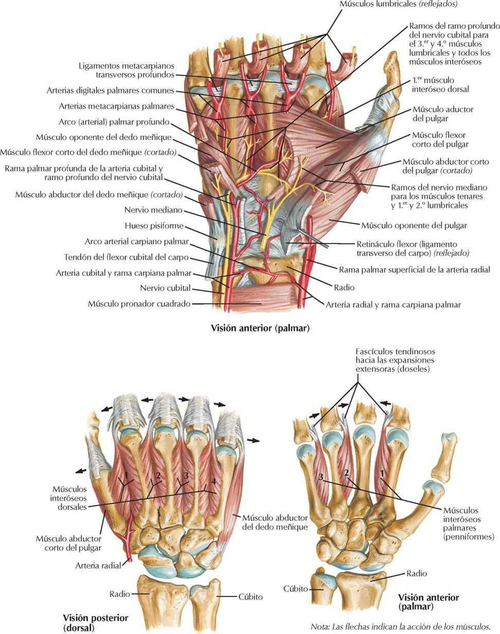 Músculos intrínsecos de la mano