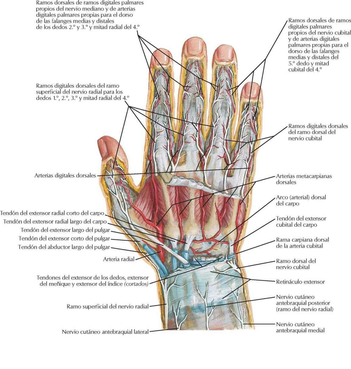 Nervios y arterias del dorso de la mano y carpo