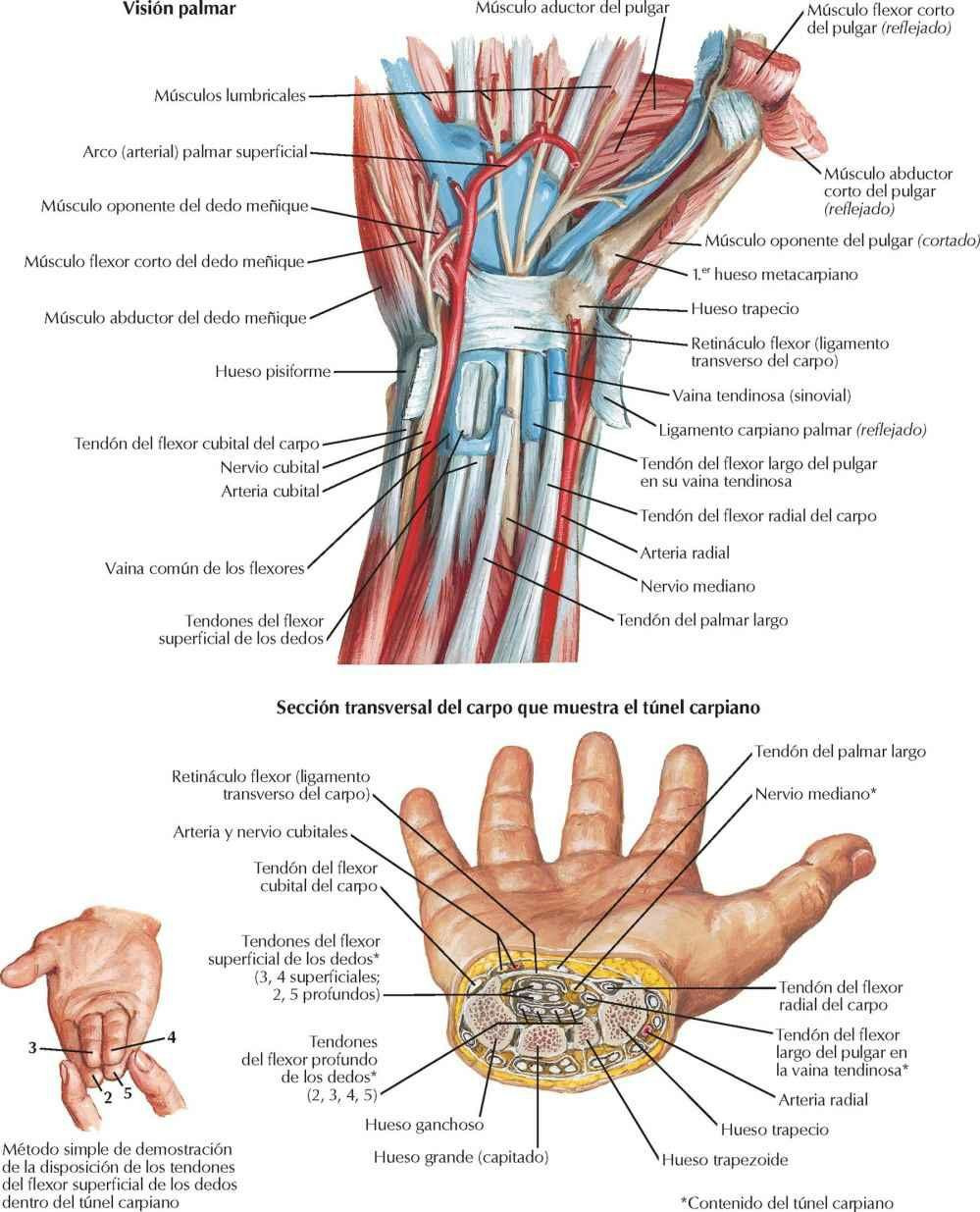 Tendones flexores, arterias y nervios en el carpo