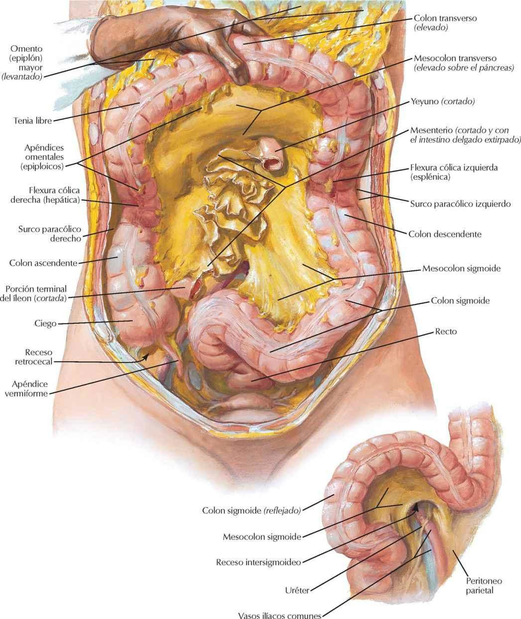 Relaciones mesentéricas de los intestinos (y 2)
