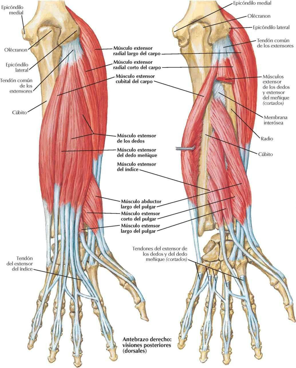Músculos individualizados del antebrazo: extensores del carpo y dedos