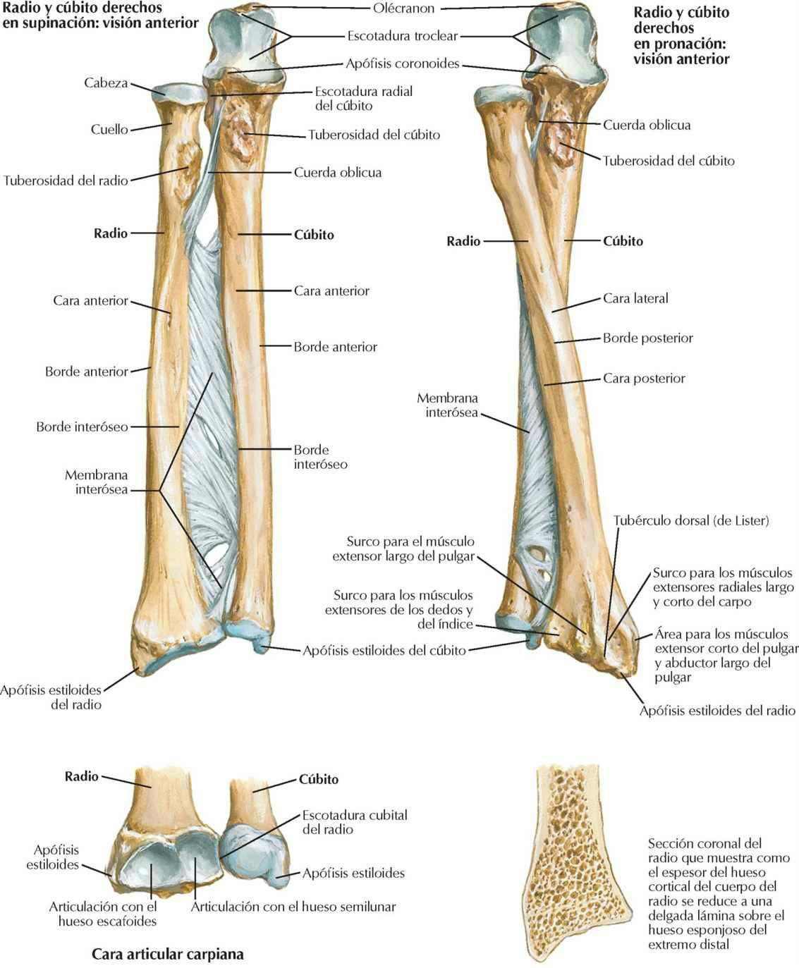 Huesos del antebrazo