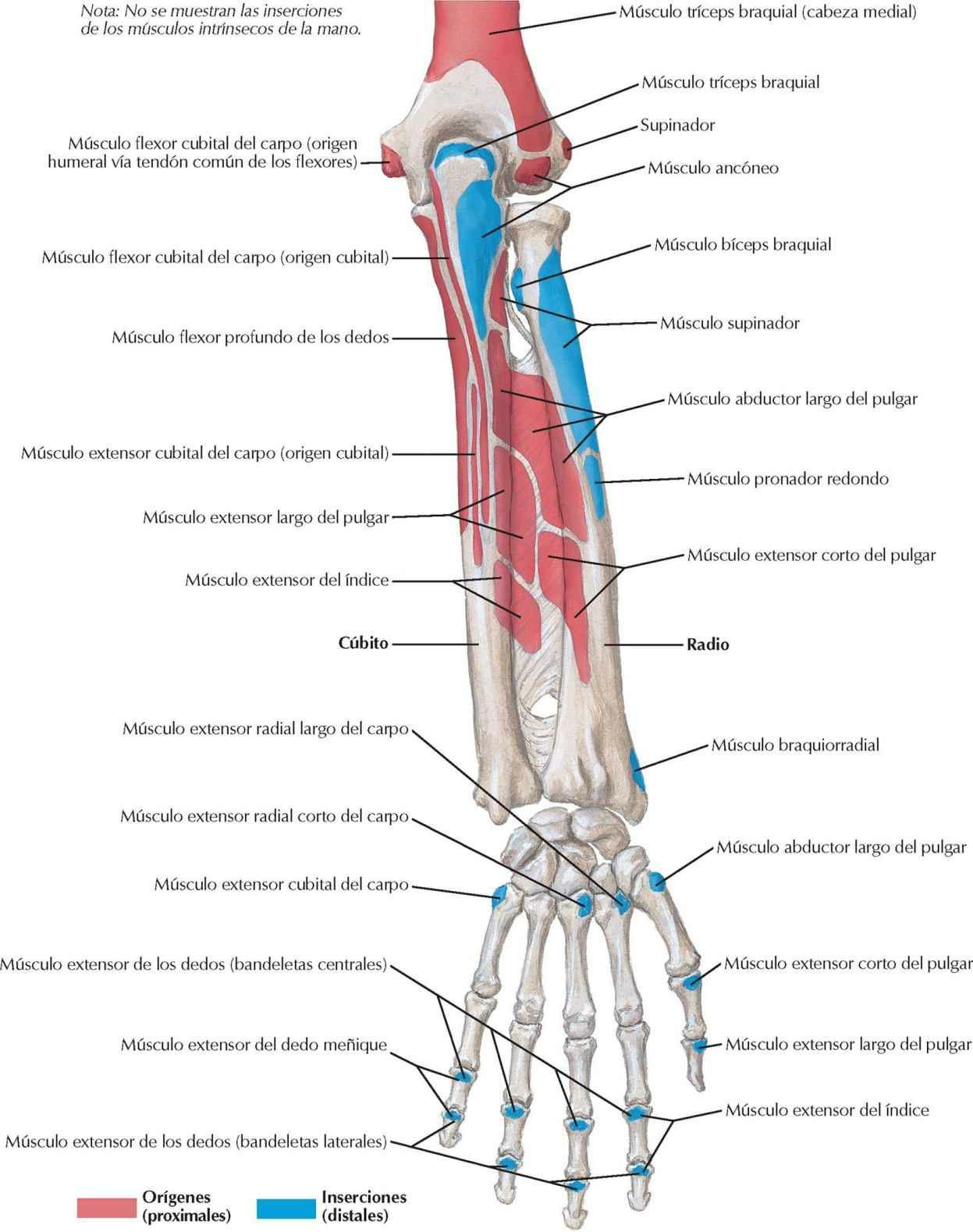 Inserciones de los músculos del antebrazo: visión posterior