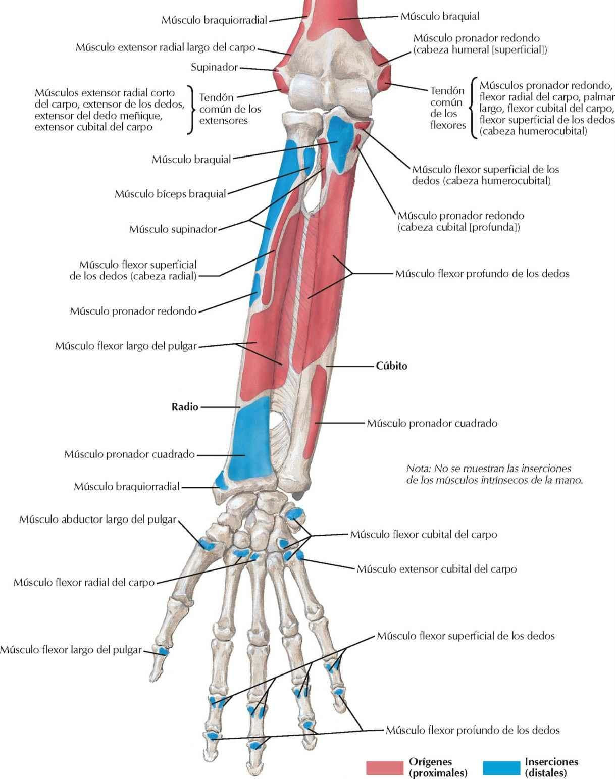 Inserciones de los músculos del antebrazo: visión anterior