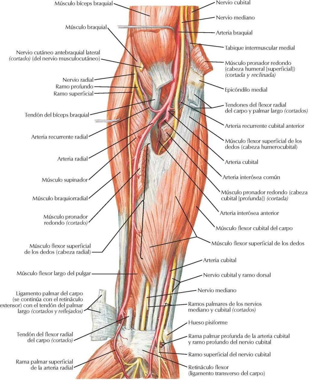 Músculos del antebrazo (plano intermedio): visión anterior