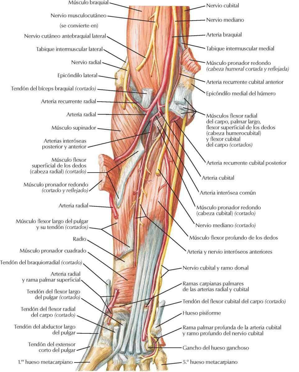 Músculos del antebrazo (plano profundo): visión anterior