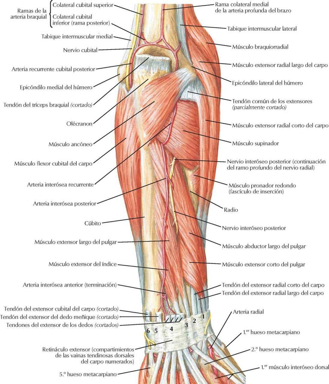Músculos del antebrazo (plano profundo): visión posterior