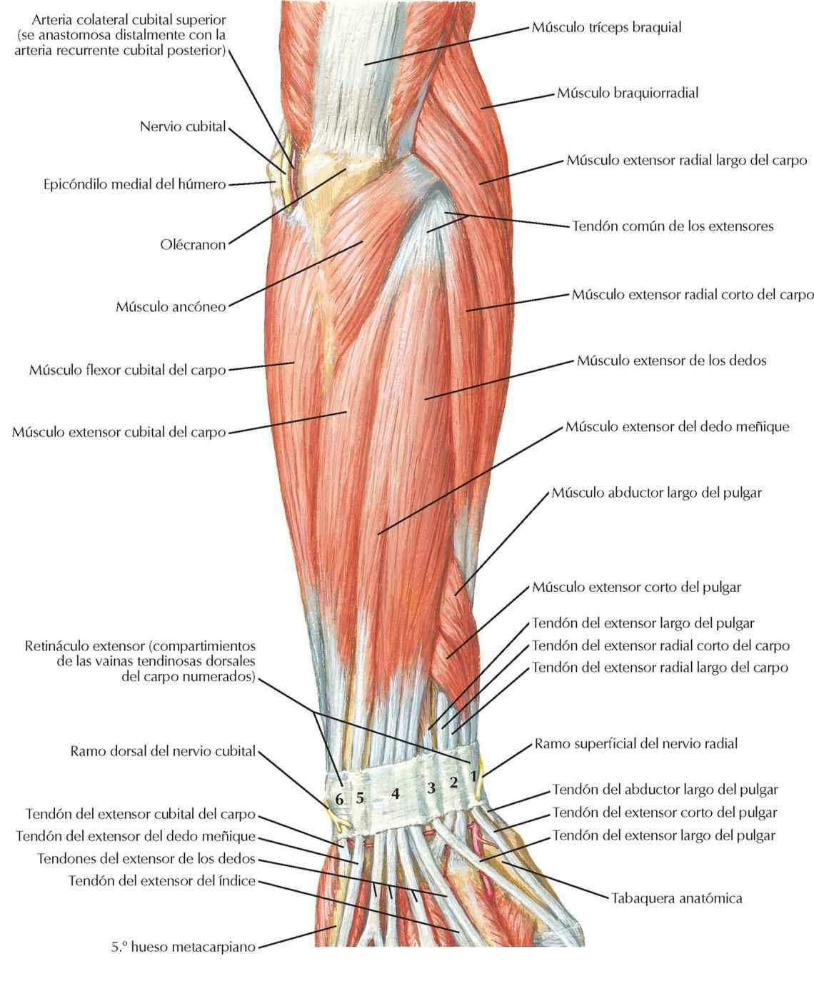 Músculos del antebrazo (plano superficial): visión posterior