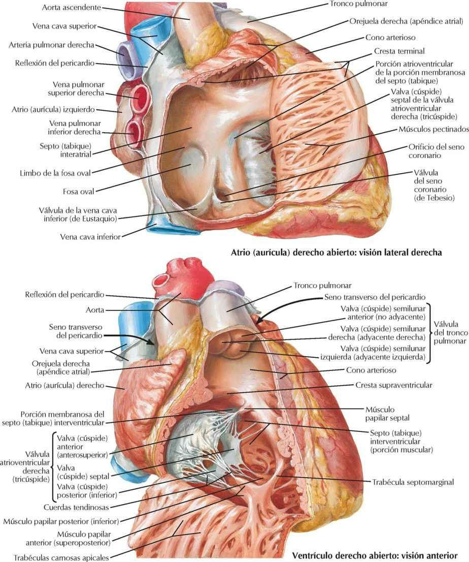 Atrio (aurícula) y ventrículo derechos