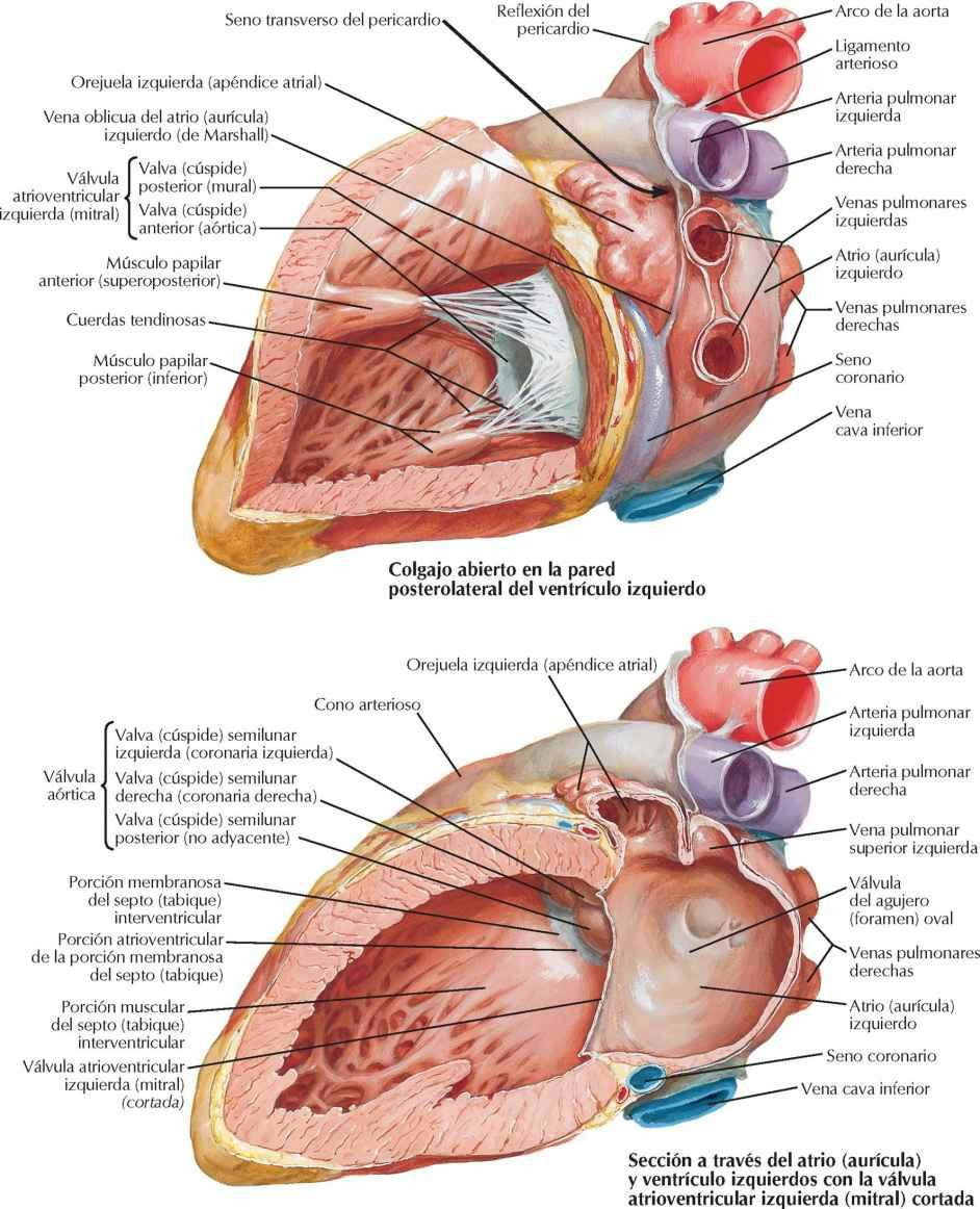 Atrio (aurícula) y ventrículo izquierdos