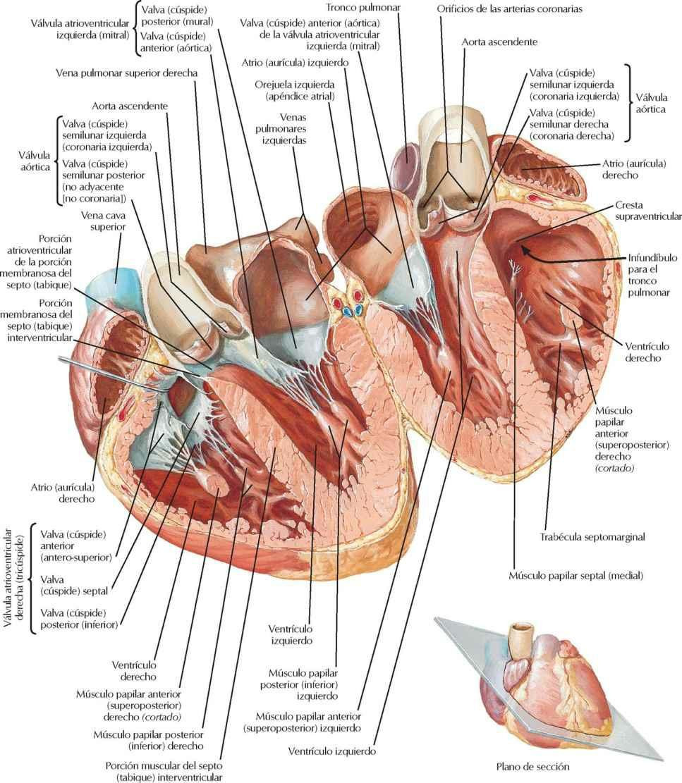 Atrios (aurículas), ventrículos y septo (tabique) interventricular