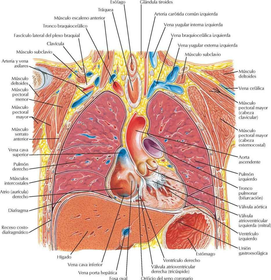 Tórax: sección coronal del corazón y aorta ascendente