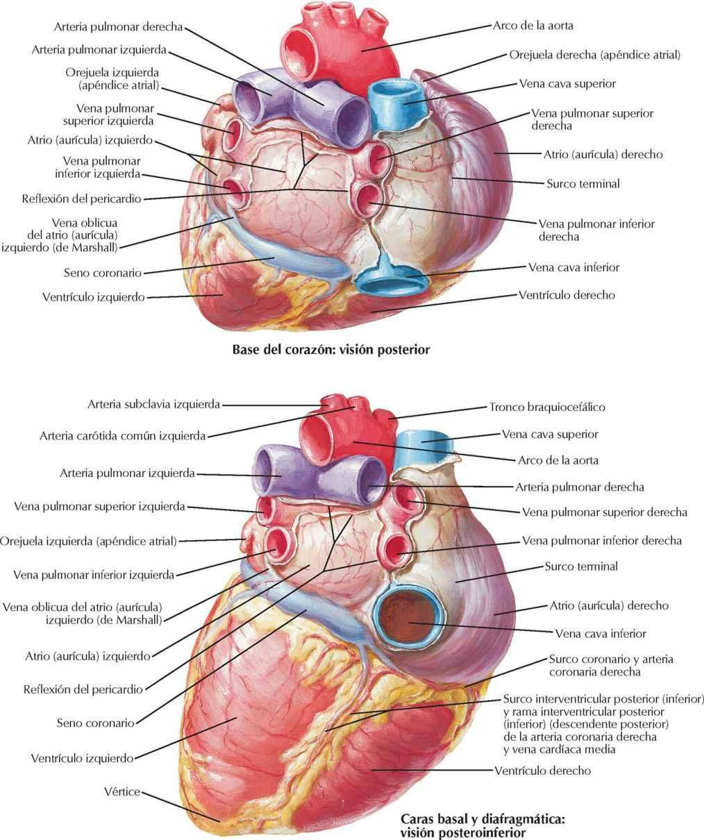 Corazón: caras basal y diafragmática