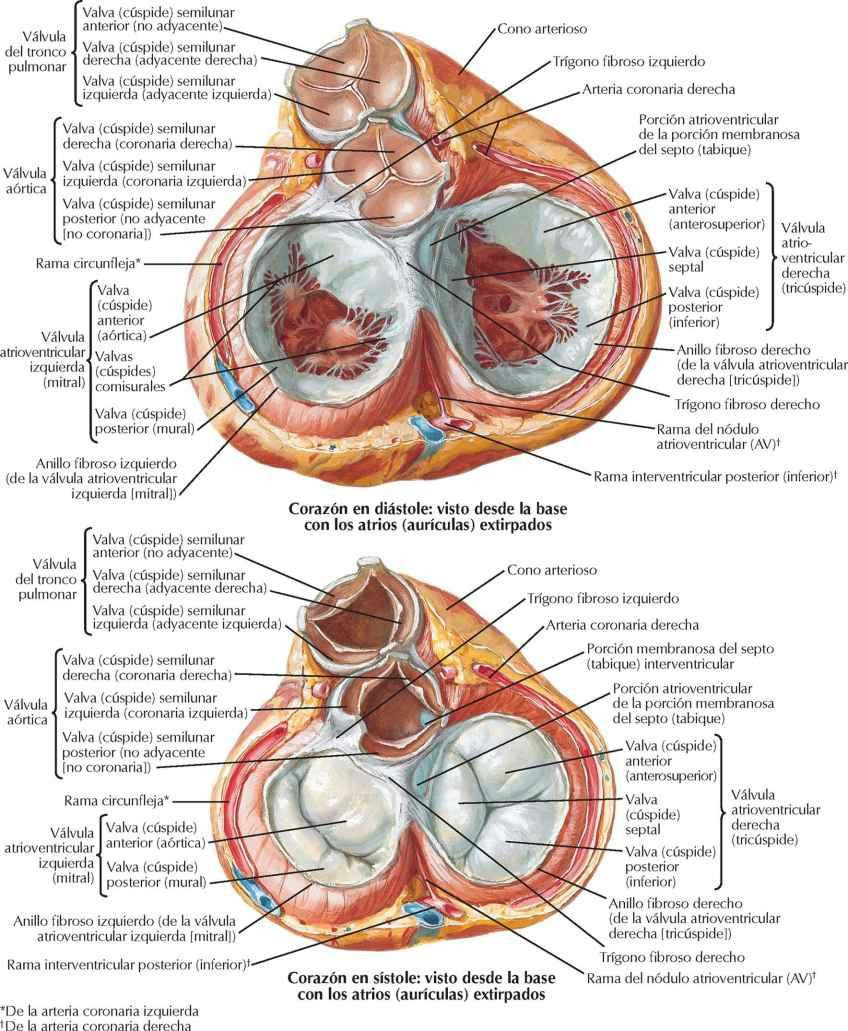 Válvulas y esqueleto fibroso del corazón