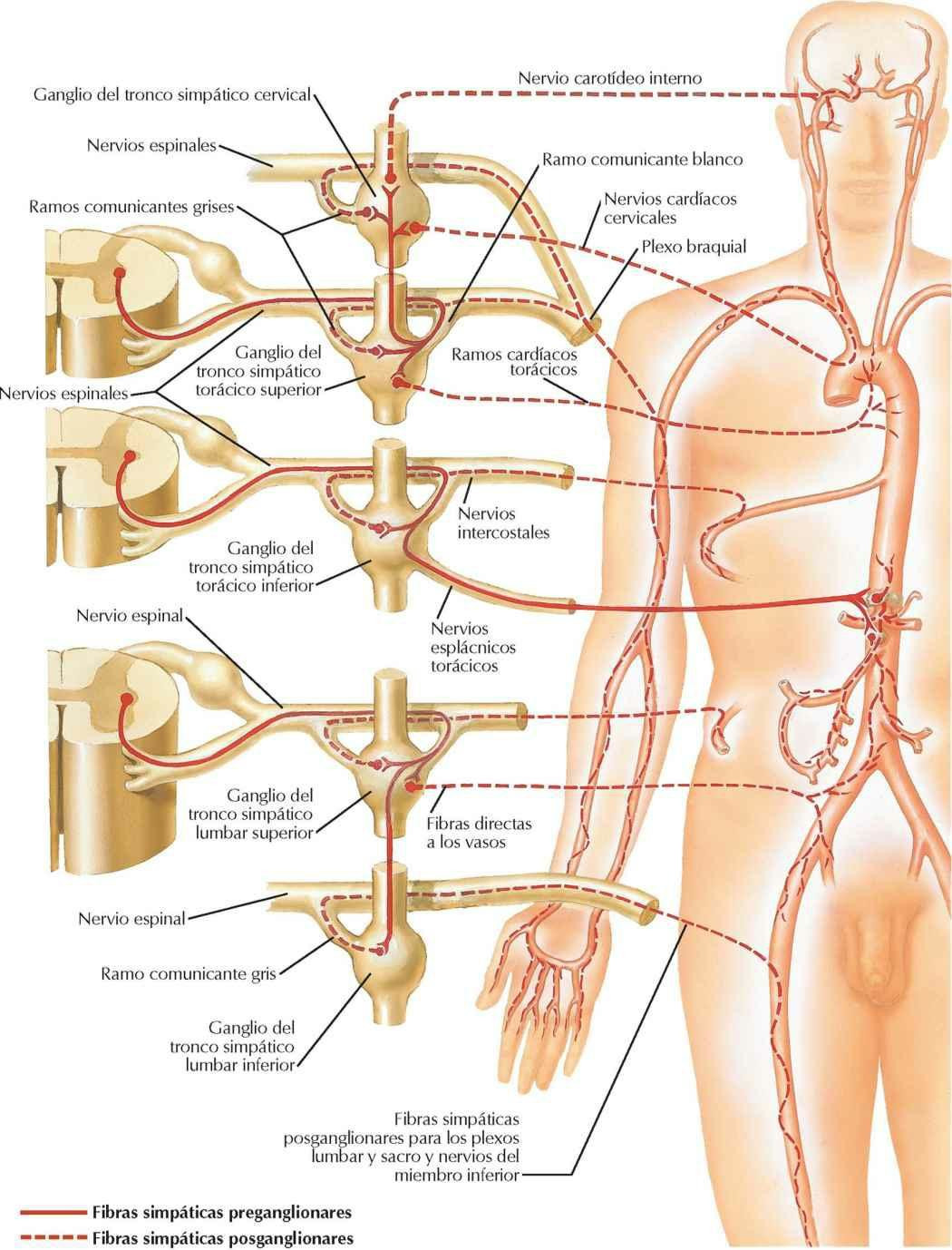 Inervación de los vasos sanguíneos: esquema