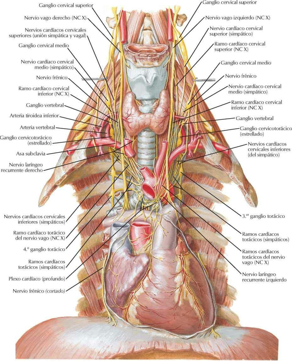 Nervios del tórax
