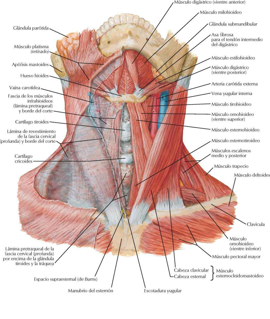 Músculos del cuello: visión anterior.