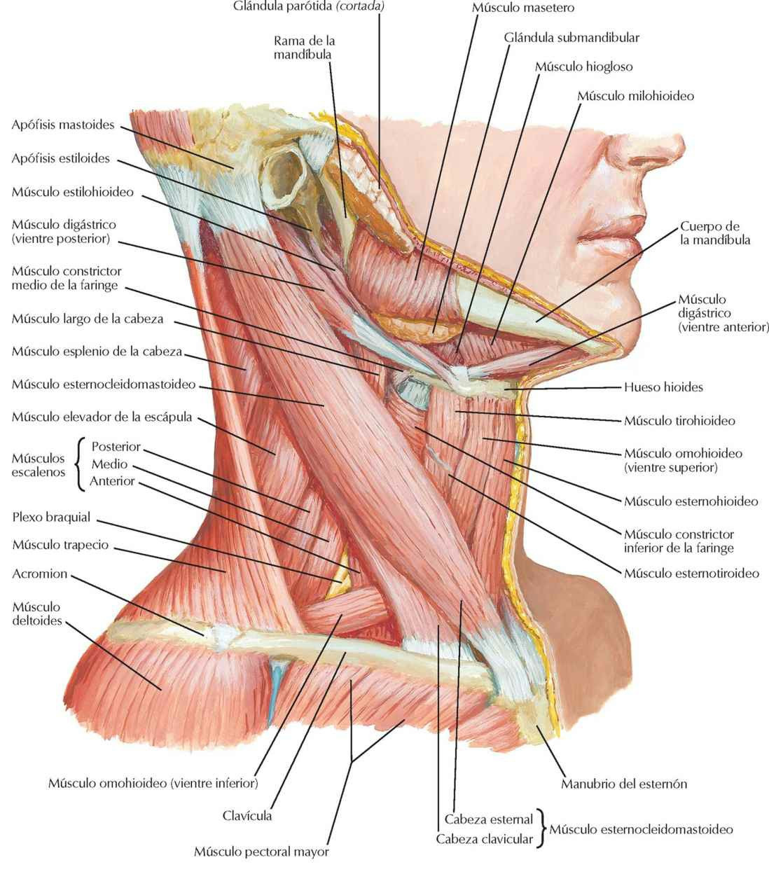 Músculos del cuello: visión lateral.