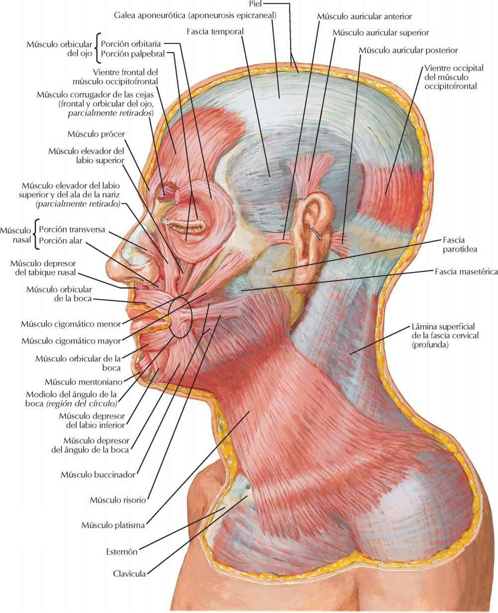 Músculos faciales (de la mímica): visión
lateral.