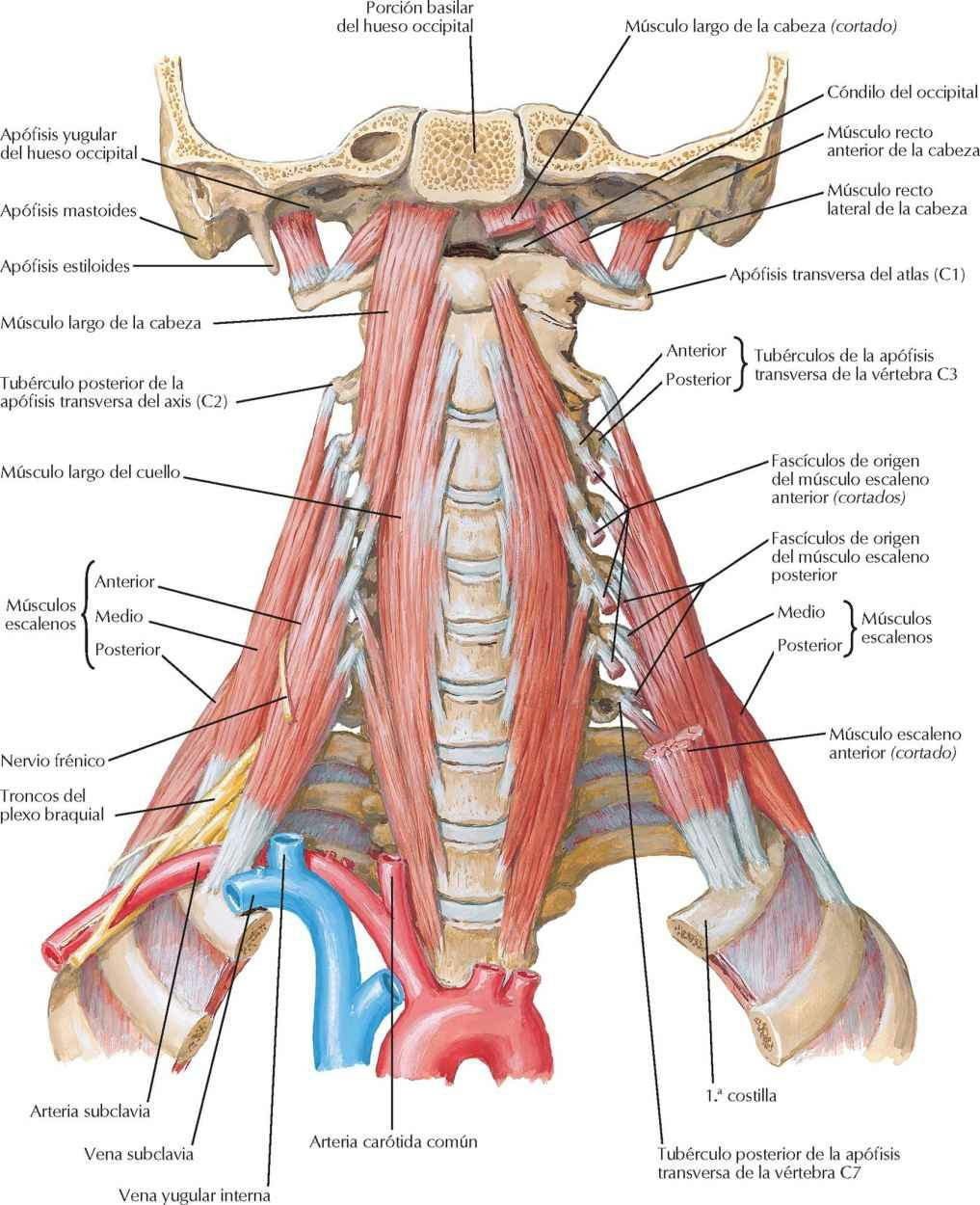 Músculos prevertebrales y laterales del
cuello.