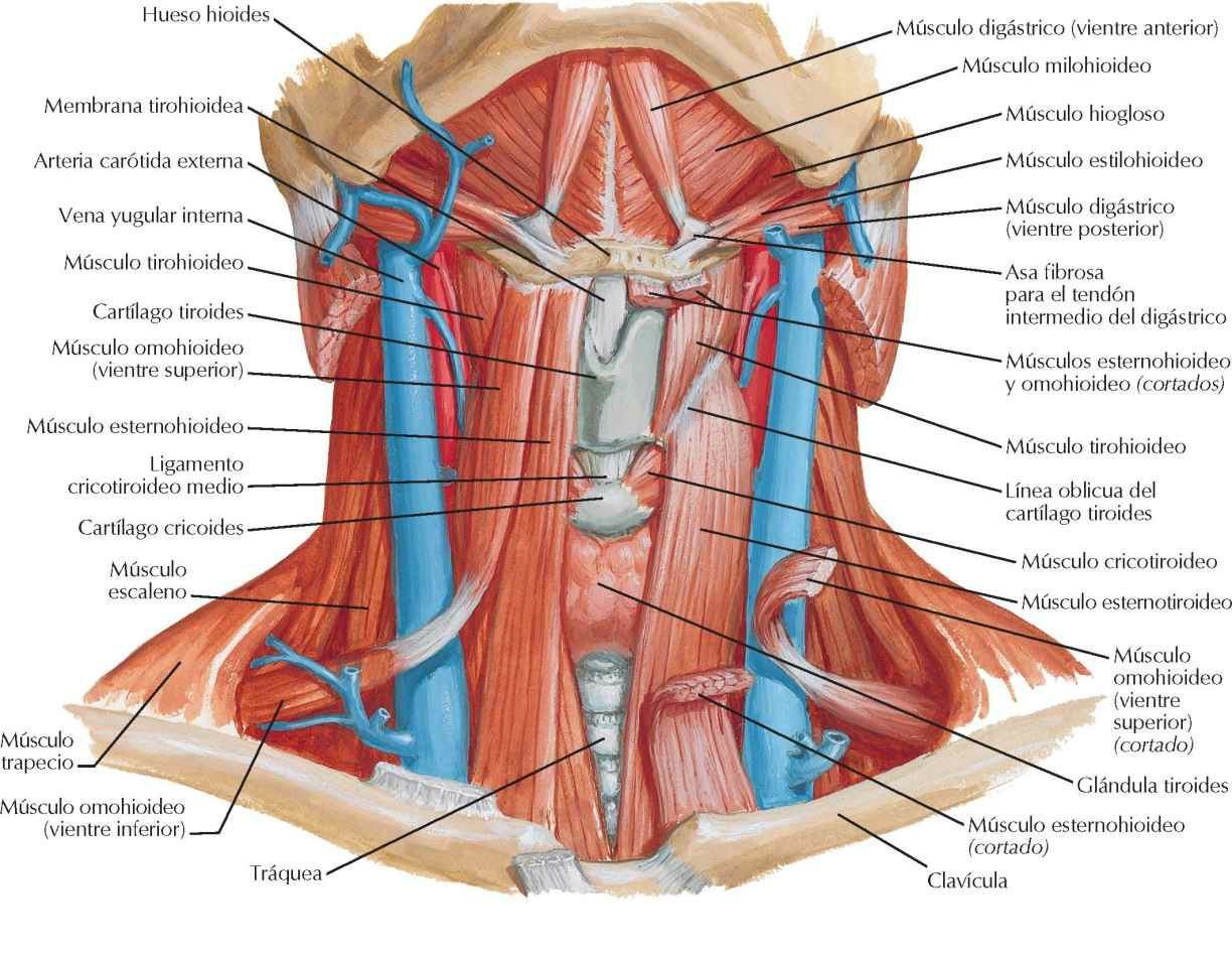 Músculos suprahioideos e infrahioideos.
