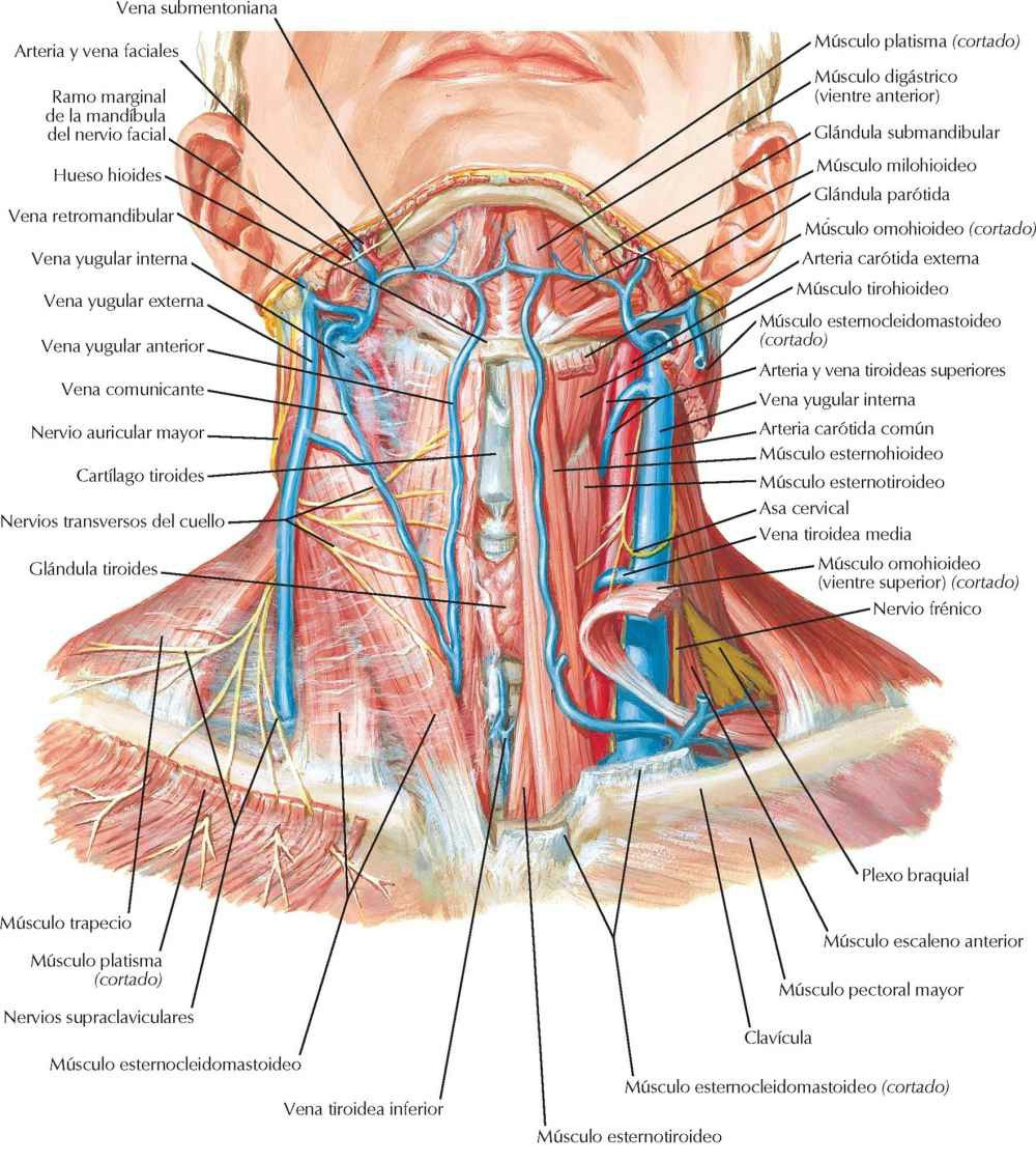 Venas superficiales y nervios cutáneos del
cuello.