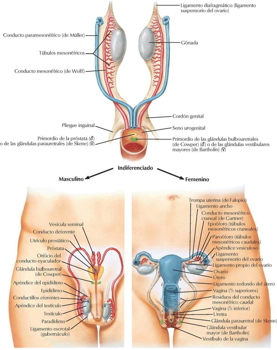 Estructuras homólogas de los genitales internos