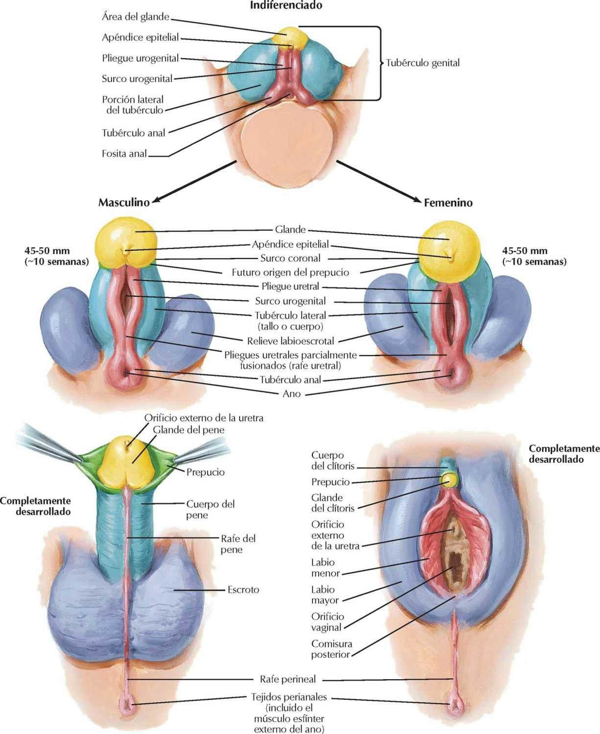 Estructuras homólogas de los genitales externos