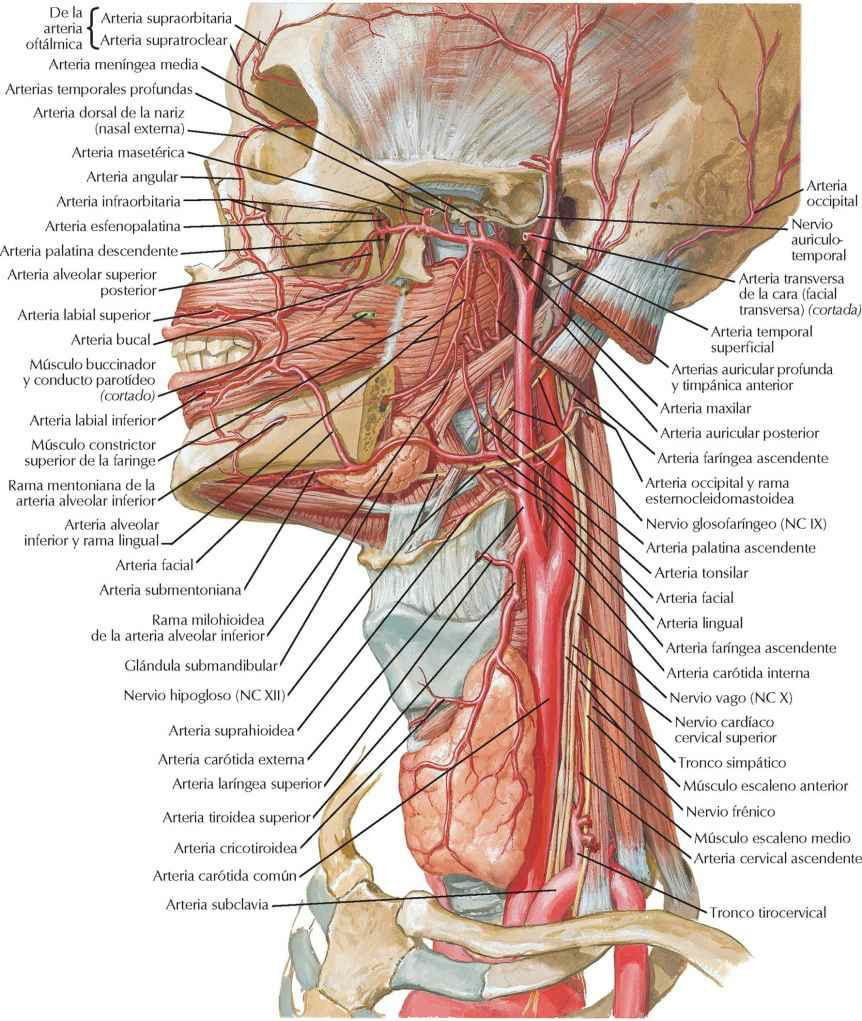 Arterias de las regiones bucal y faríngea.