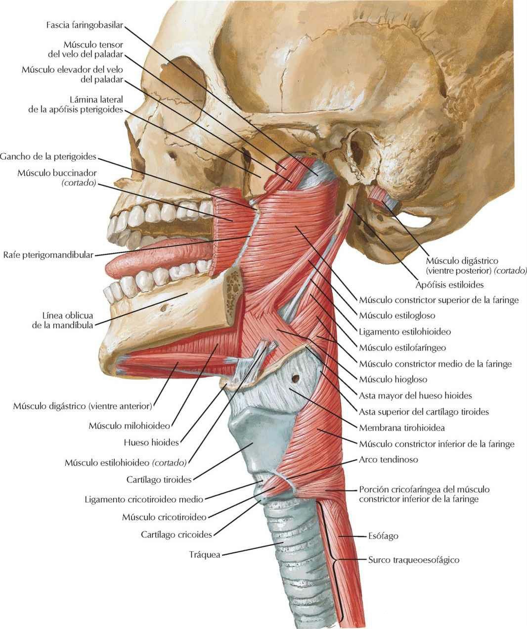 Músculos de la faringe: visión lateral.