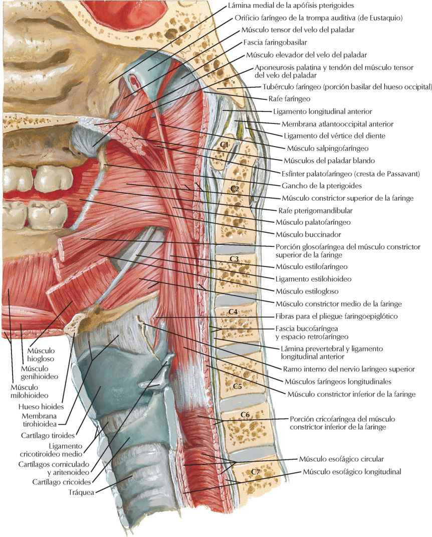 Músculos de la faringe: visión medial.