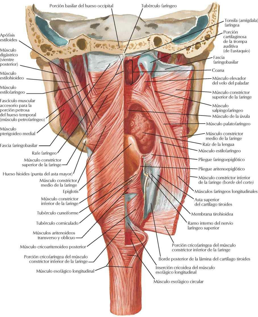 Músculos de la faringe: visión posterior
abierta parcialmente.