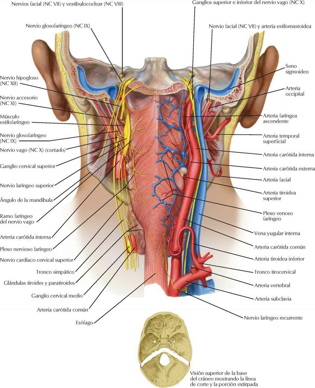 Visión posterior de la faringe: nervios y
vasos.