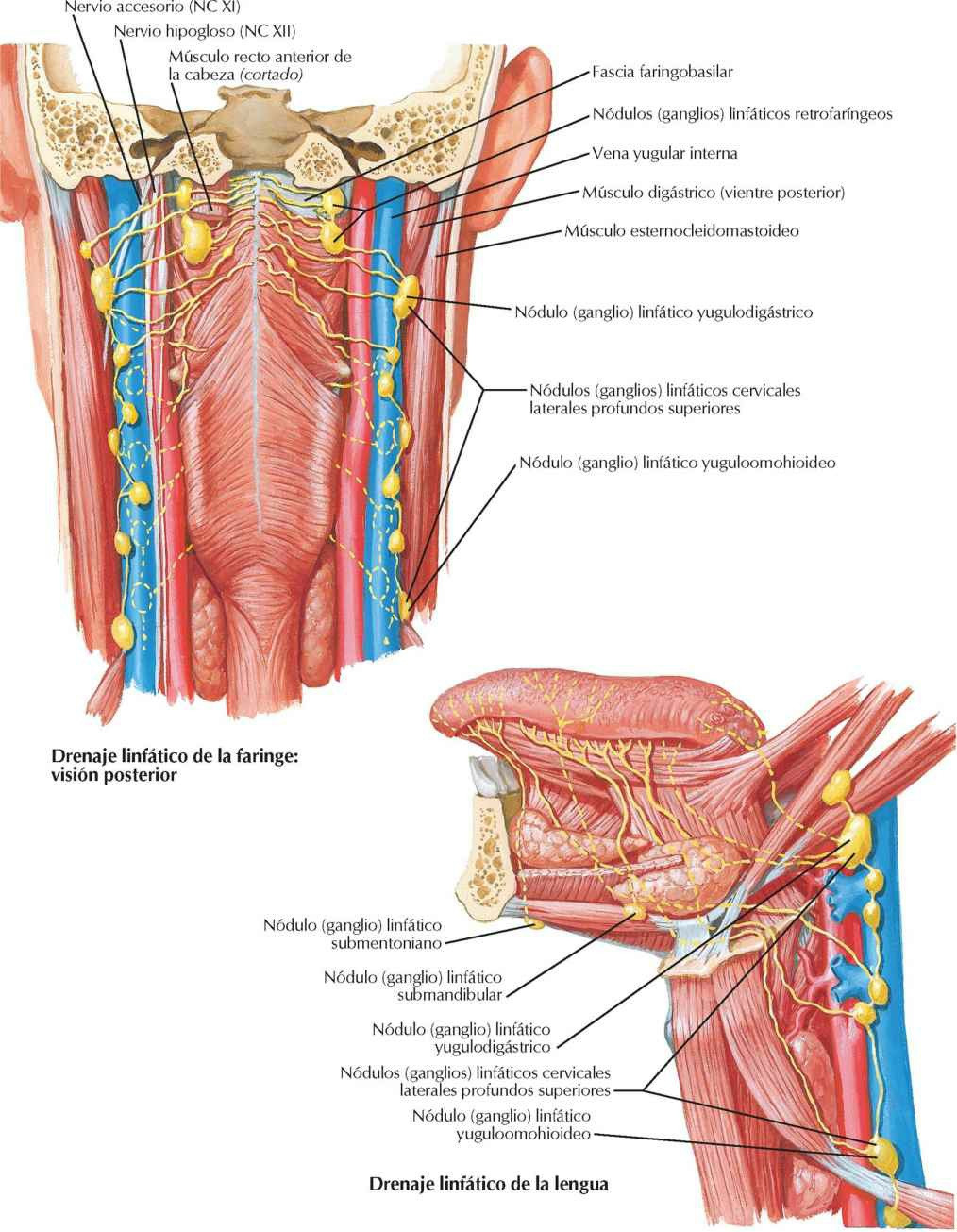 Vasos y nódulos (ganglios) linfáticos de la
faringe y lengua.