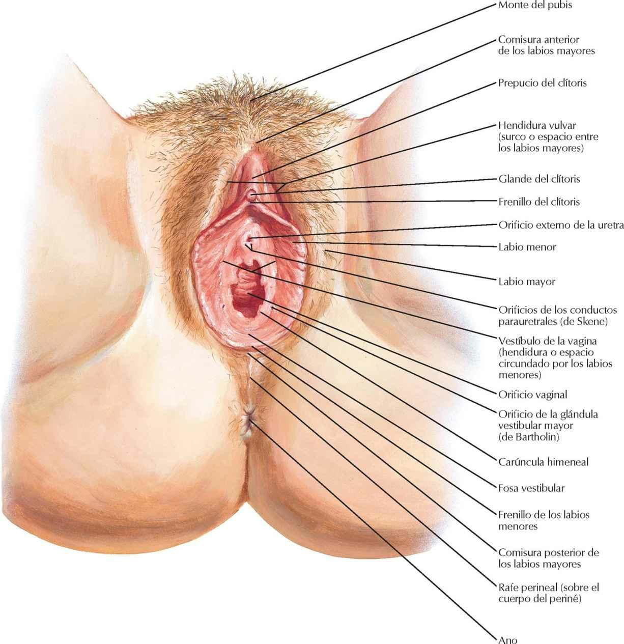 Periné y genitales externos femeninos (vulva)