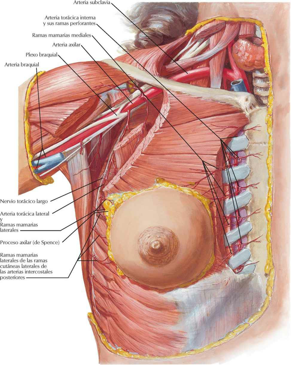 Arterias de la glándula mamaria