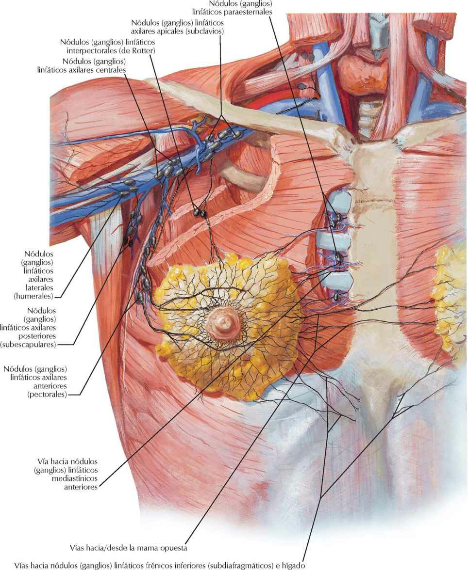 Vasos y nódulos (ganglios) linfáticos de la glándula mamaria