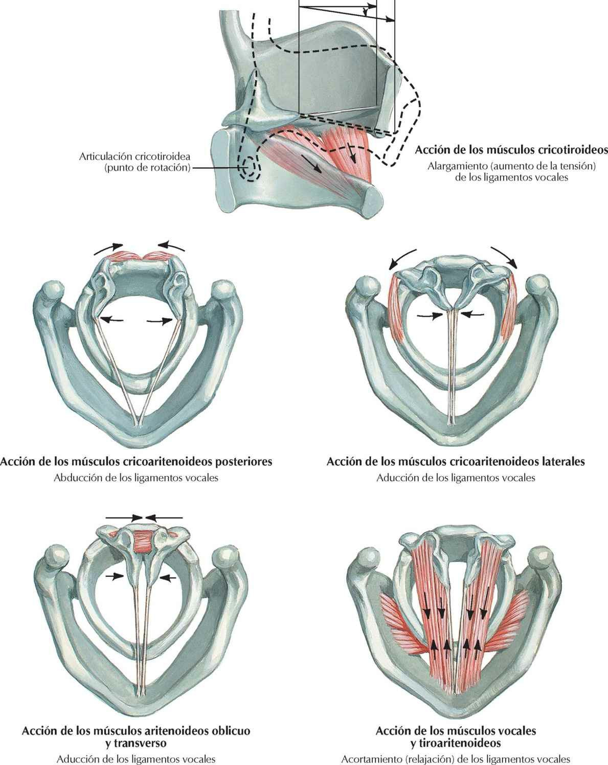 Acciones de los músculos intrínsecos de
la laringe.