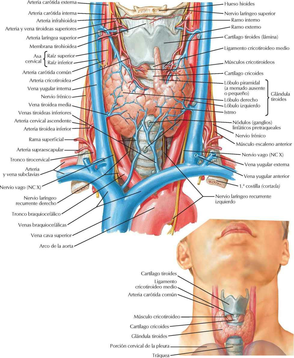 Glándula tiroides: visión anterior.