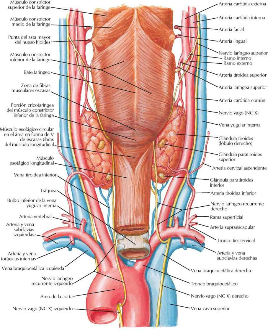 Glándula tiroides y faringe: visión
posterior.