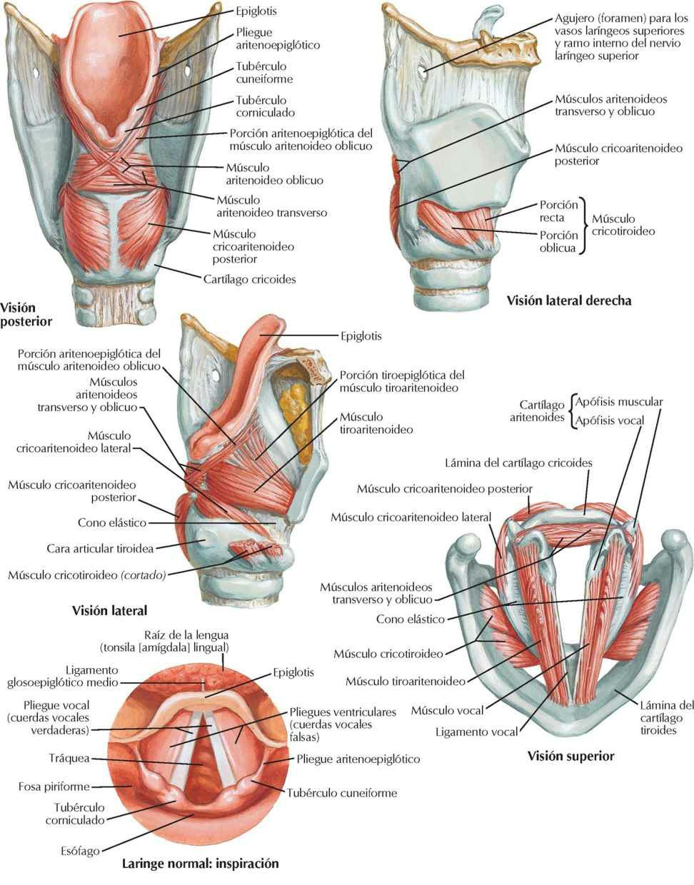Músculos intrínsecos de la laringe.