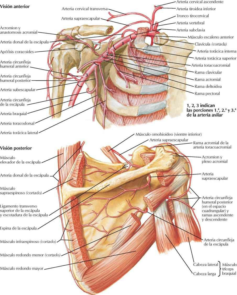 Arteria axilar y anastomosis alrededor de la escápula