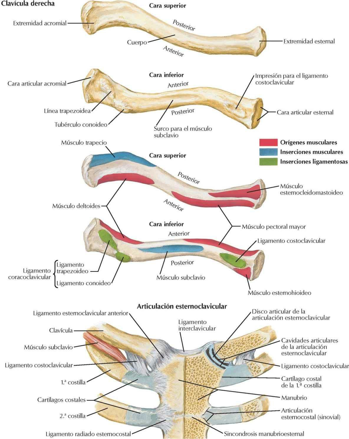 Clavícula y articulación esternoclavicular