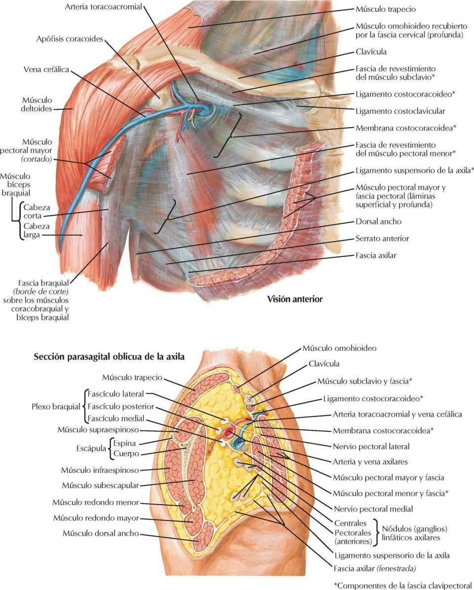 Fascias pectoral, clavipectoral y axilar