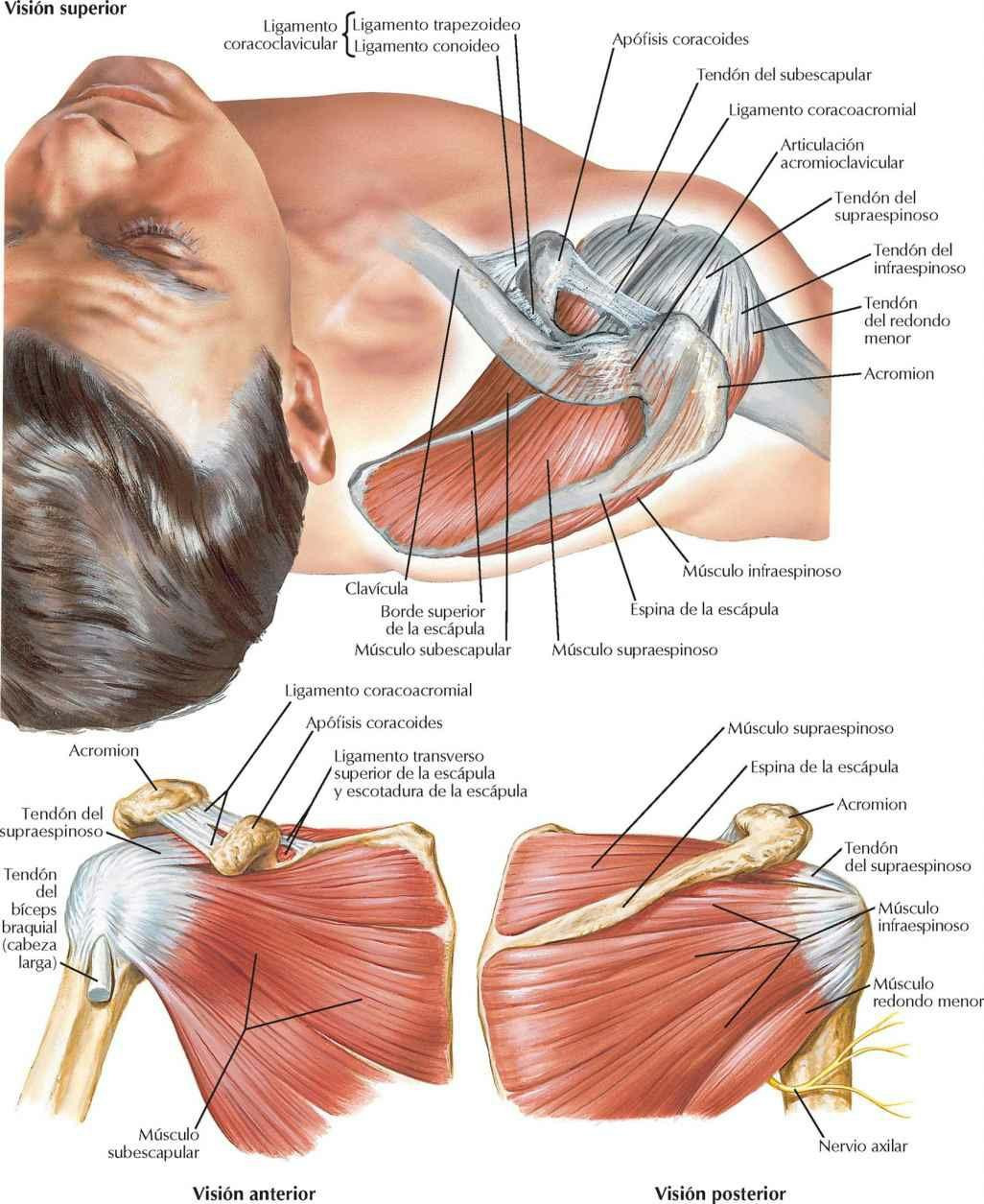 Músculos del manguito de los rotadores (compresor)